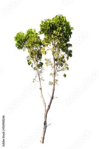 green tree nature isolated on white background