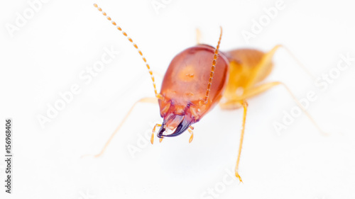 termite
