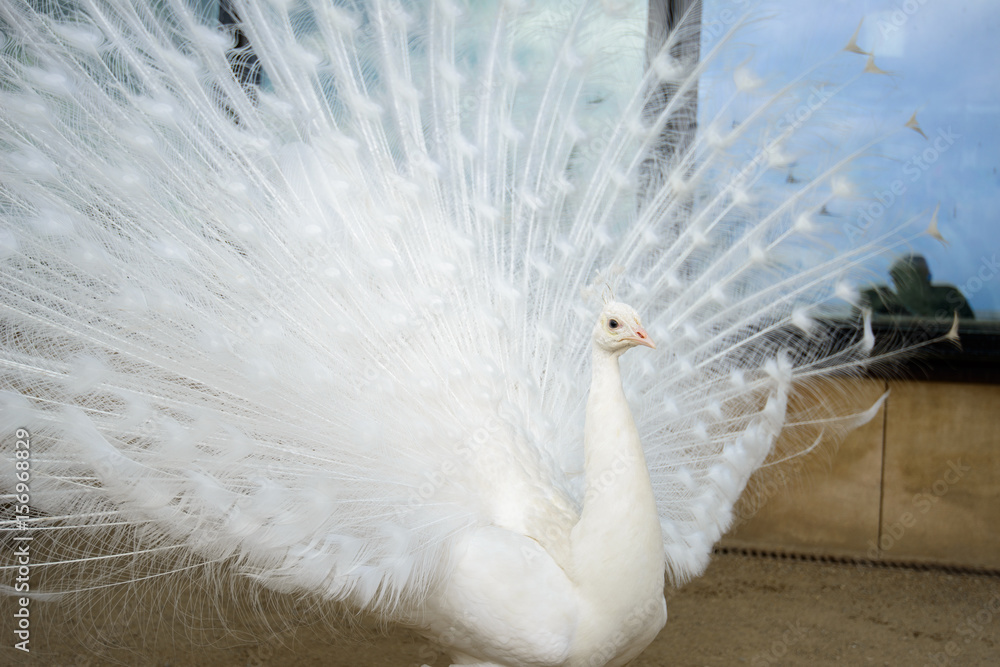 Obraz premium White peacock with tail spread