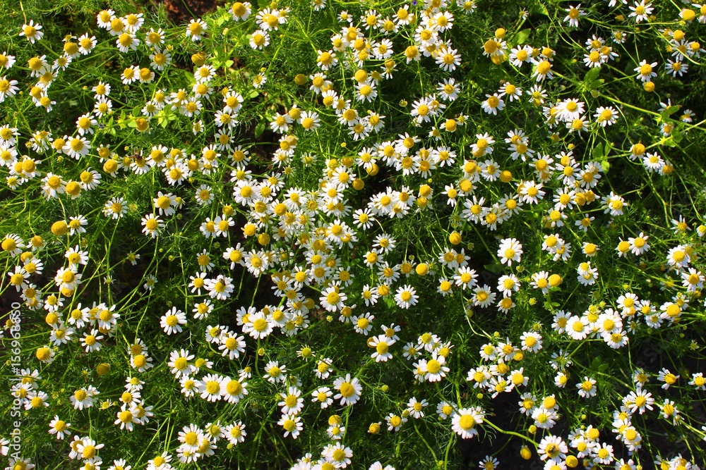Flowering chamomiles. View from above Flowering chamomiles. View from above