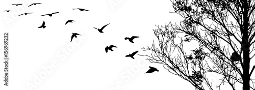 Flying birds and branch silhouettes on white background