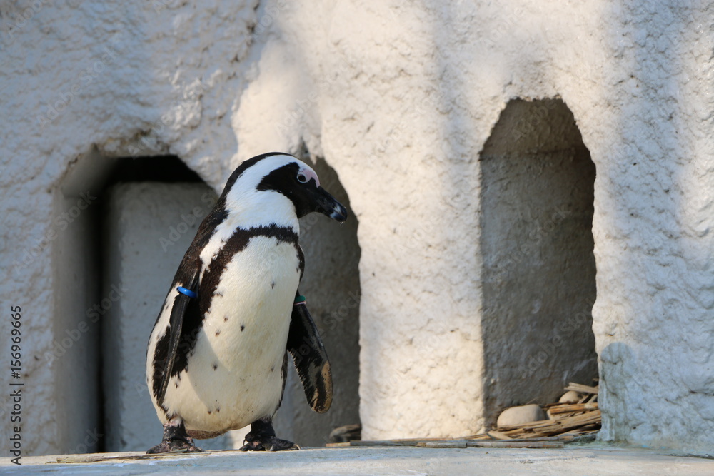Naklejka premium ケープペンギン