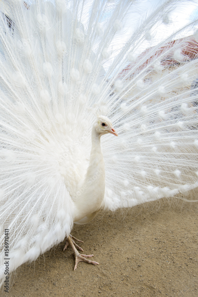 Fototapeta premium White peacock with tail spread