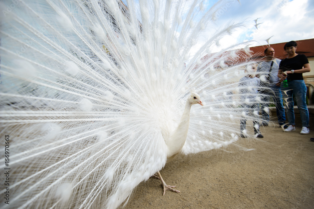 Obraz premium White peacock with tail spread
