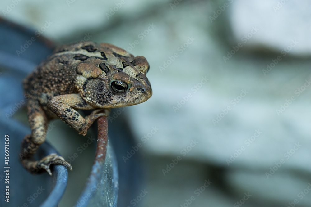American/Southern Toad