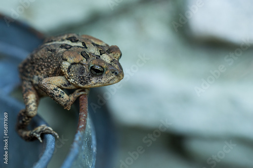 American/Southern Toad photo