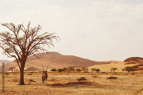 Impala in Sossusvlei, Namibia.