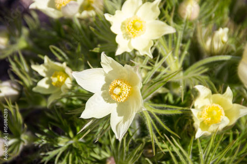 Pulsatilla flavescens- white flower with yellow center