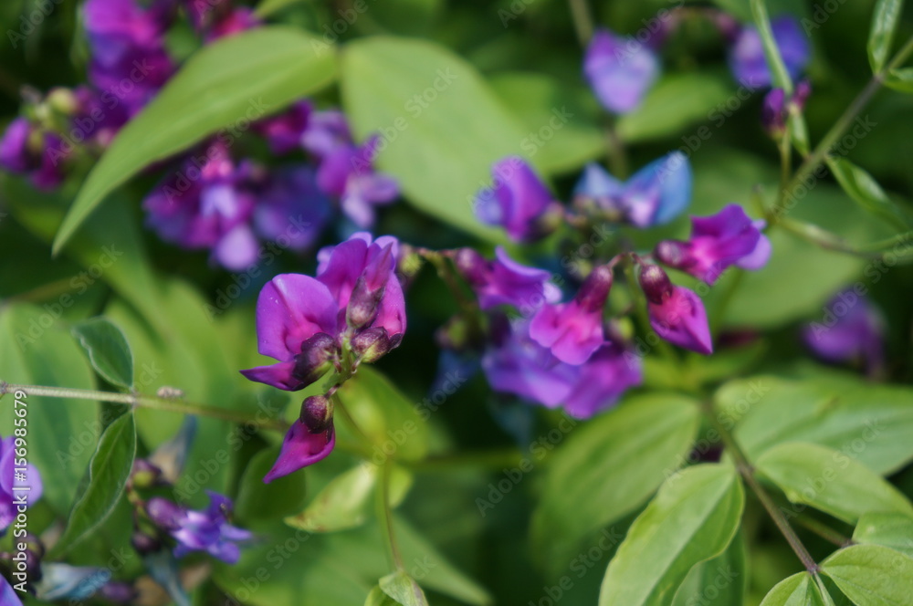 Purple flowers under the bright sun Purple flowers under the bright sun