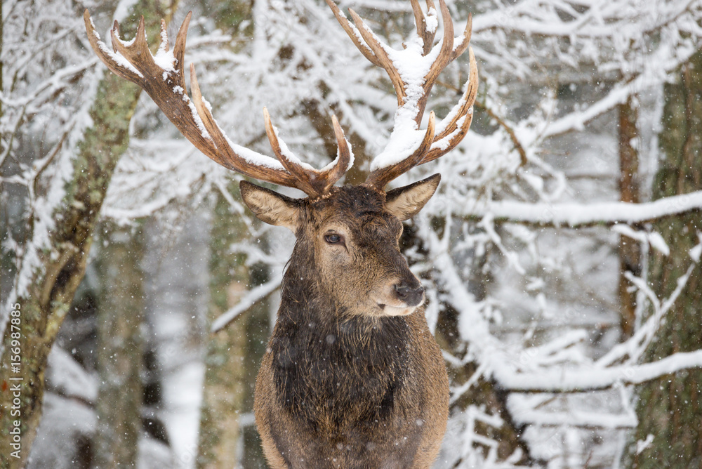 Single adult noble deer with big beautiful horns on snowy field on forest background. European wildlife landscape with snow and deer with big antlers.Portrait of Lonely elk.Desired trophy for hunters.
