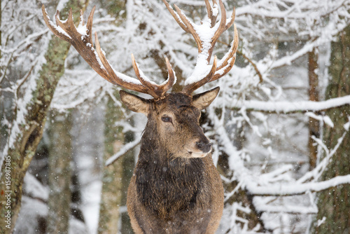 Obraz na płótnie Single adult noble deer with big beautiful horns on snowy field on forest background. European wildlife landscape with snow and deer with big antlers.Portrait of Lonely elk.Desired trophy for hunters. w salonie