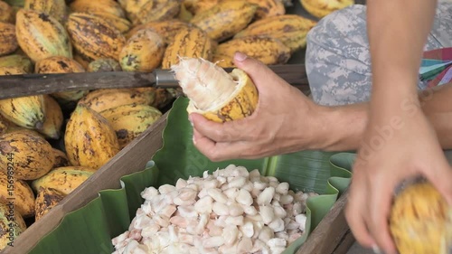Opening a cocoa pod to show beans inside