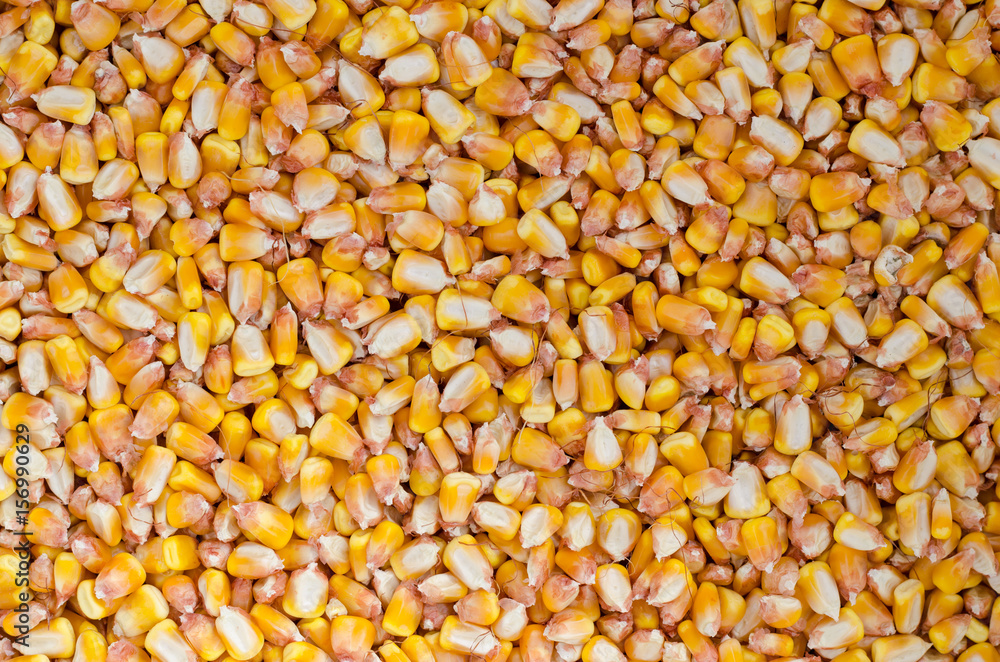 Top view of corn seeds pile as background Top view of corn seeds pile as background