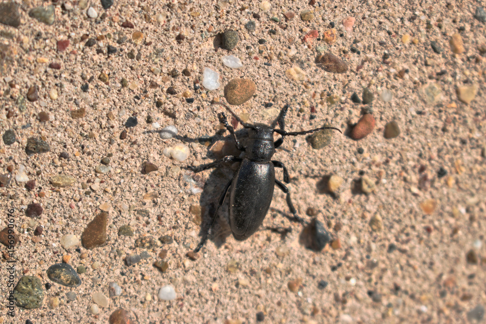 Closeup of a black beetle on a wall Closeup of a black beetle on a wall