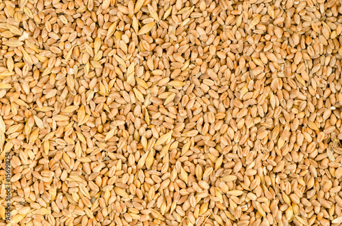 Wheat grains as agricultural background. Wheat grains texture, top view