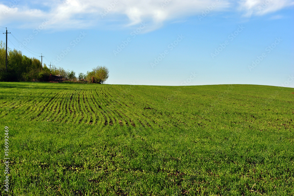 Field of winter wheat in spring along trees and power line, sky and clouds, Ukraine