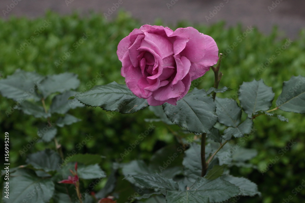 凛と咲いている　紫色のバラ