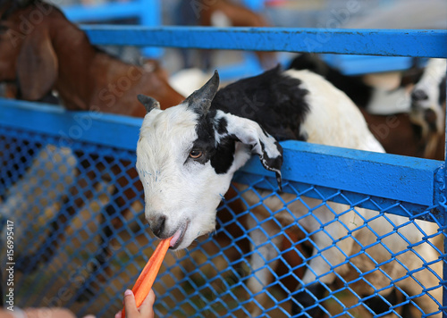 Feeding goat in stall.