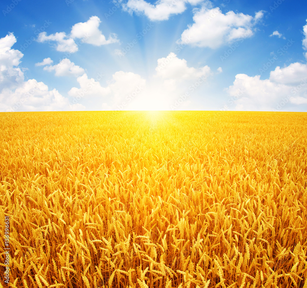 Fototapeta premium Wheat field and sun