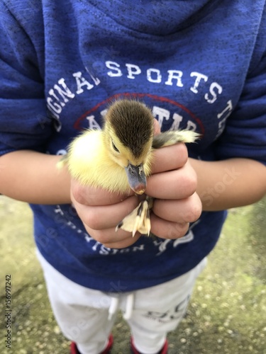 niño con bebe pato de la granja escuela en las manod