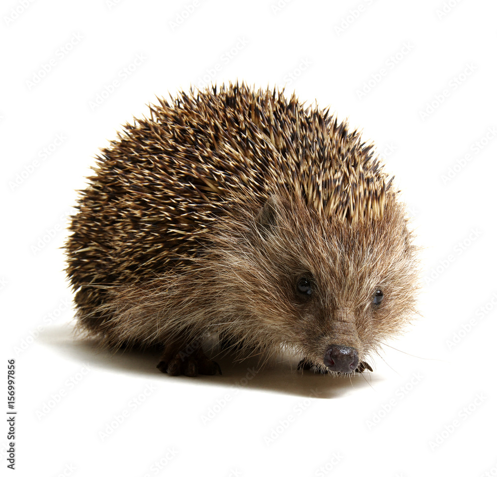 Hedgehog isolated on white Hedgehog isolated on white