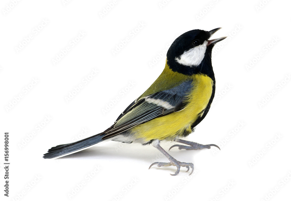 Obraz premium bogatka, Parus major