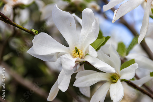 Flowers of white magnolia in the spring garden