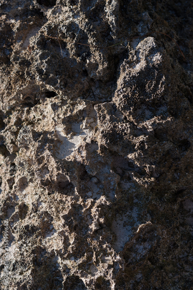 Naklejka premium Florida Coral