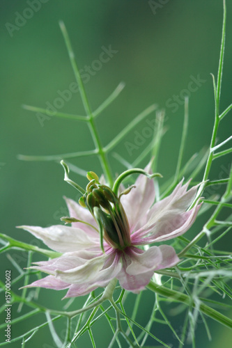 schwarzkuemmel, Nigella, Jungfer im Gruenen photo