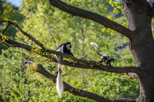 Colobus Monkey (Colobus angolensis) photo