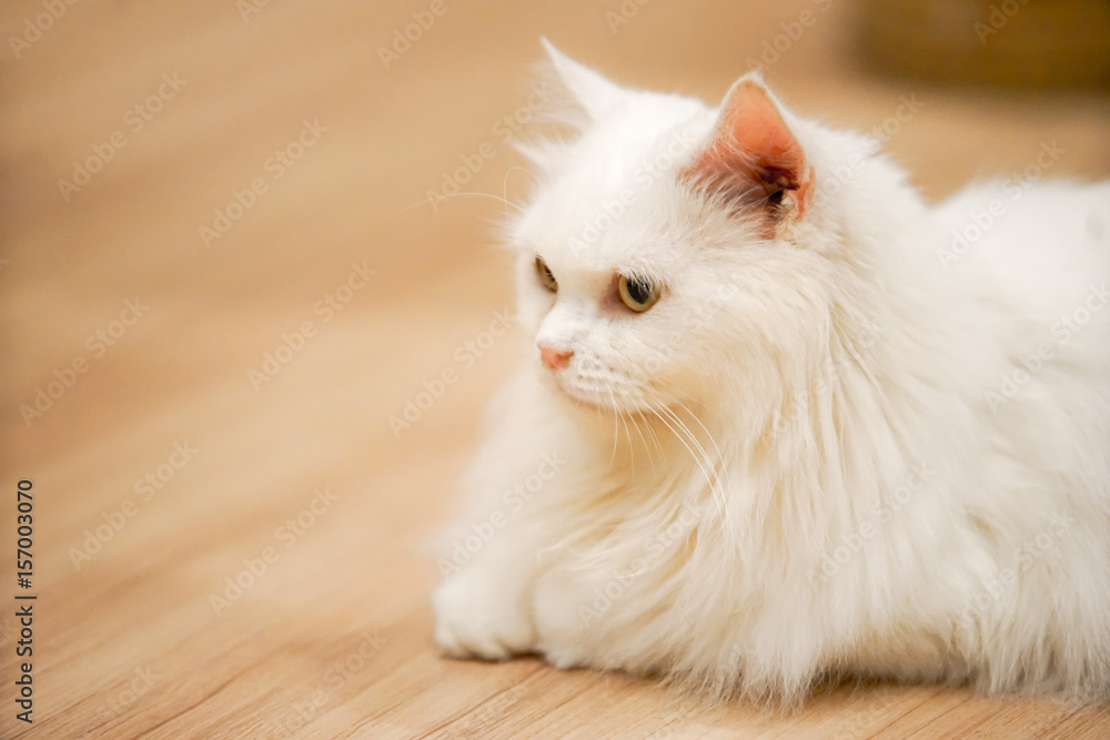 white cat couch on the wood floor with dramatic tone, select focus eye