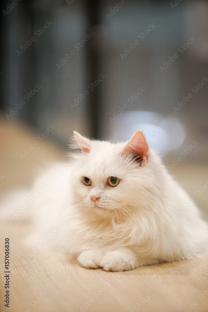 white cat couch on the wood floor with dramatic tone, select focus eye