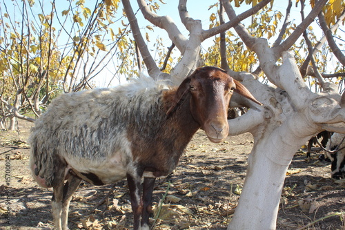 Sheep Looking at you photo