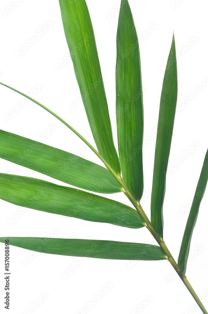 bamboo leaves on White background texture.beautiful surface bamboo leaves on White background texture.beautiful surface