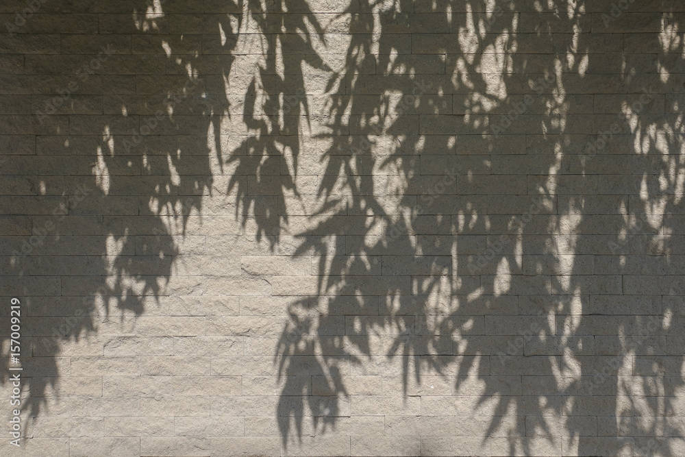 Fototapeta premium Tree shadow on white brick wall