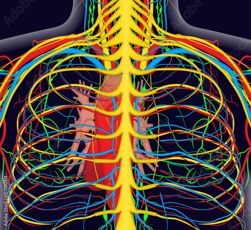 anatomy illustration of human back chest with nervous and blood system