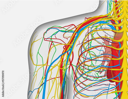 anatomy illustration of human back shoulder with nervous and blood system