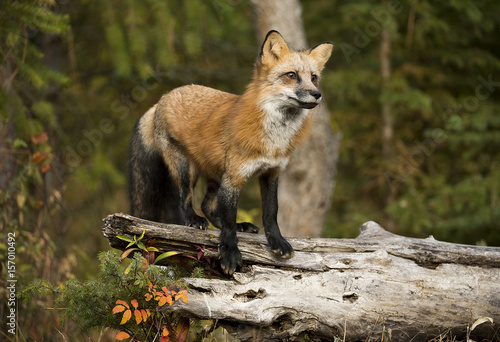 Fox Focus © Chris