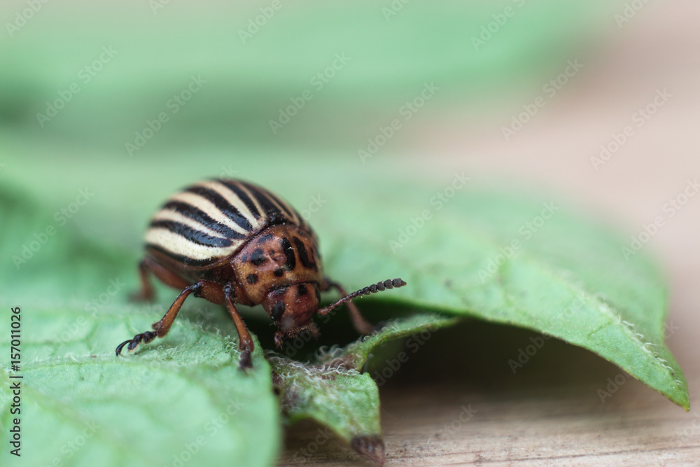 Colorado potato beetle with a leaf of a potato a macro wrecker. Colorado potato beetle with a leaf of a potato a macro wrecker.