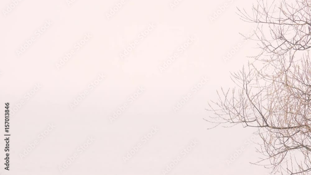 custom made wallpaper toronto digitalFog and lake. Misty morning with tree branches and water. Tranquil nature scene with copy space.