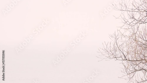 Wallpaper Mural Fog and lake. Misty morning with tree branches and water. Tranquil nature scene with copy space. Torontodigital.ca