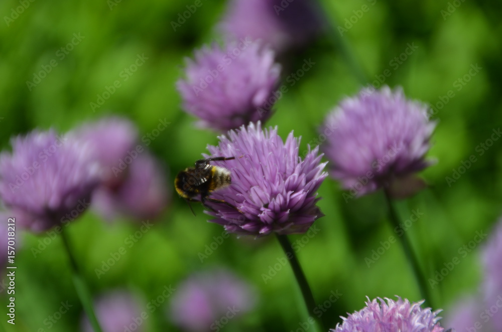 Schnittlauchblüte Schnittlauchblüte