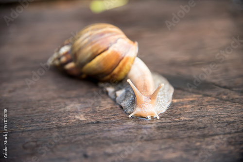 Macro shot of a snail on wooden floor