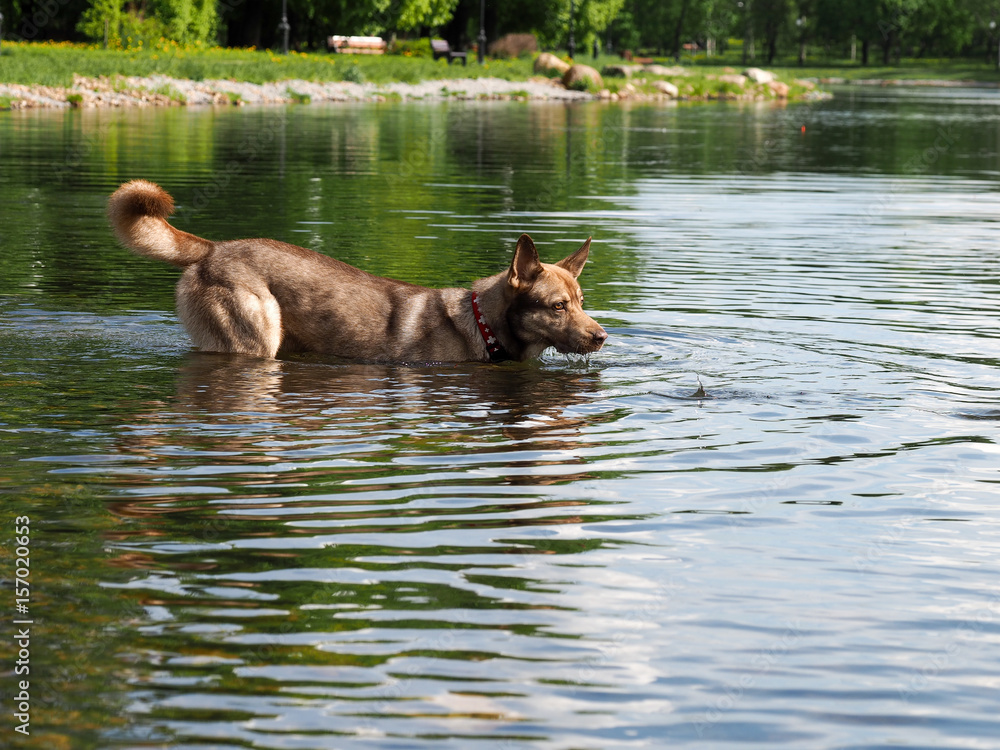 The dog is bathed. Splashes, drops of water. The summer heat, Park The dog is bathed. Splashes, drops of water. The summer heat, Park