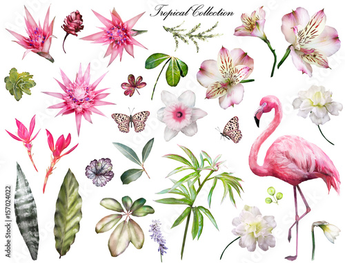 Tropical Collection with plants elements - leaf, flowers. Botanical illustration isolated on white background. watercolor nature. Exotic set with Flamingo, palm, wild orchid, butterfly.