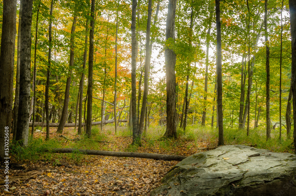 Forest with the Ground Covered in Fallen Leaves in Autumn Forest with the Ground Covered in Fallen Leaves in Autumn