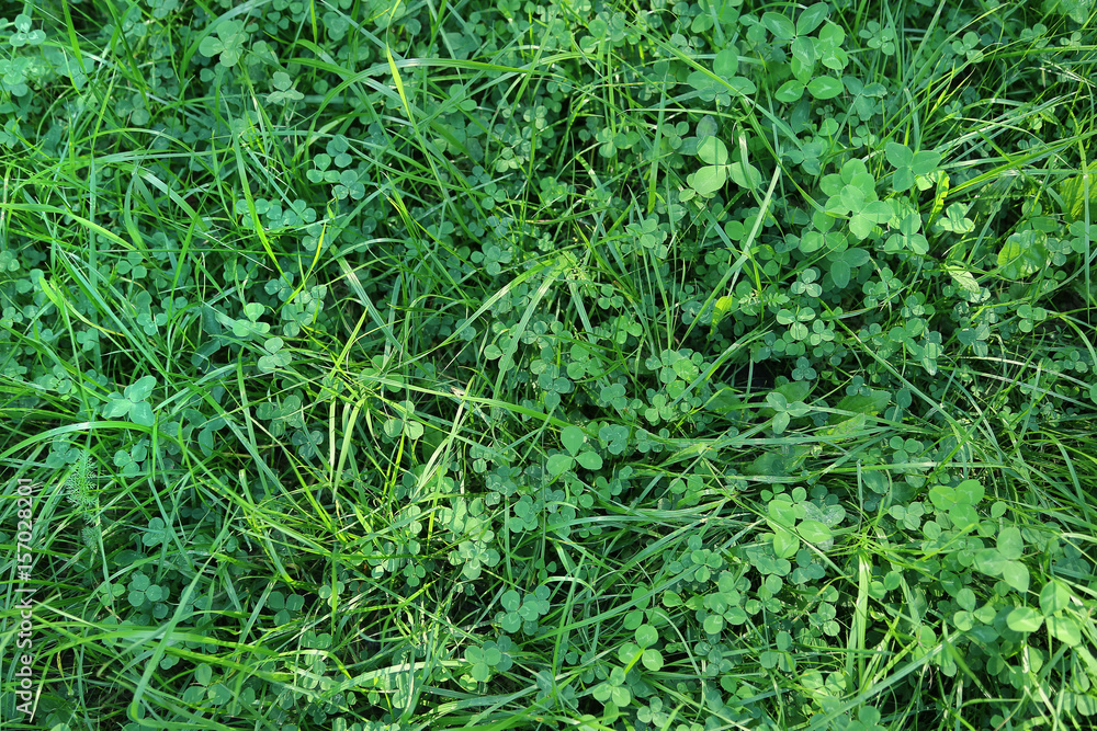 Fresh green grass and clover leaves Fresh green grass and clover leaves