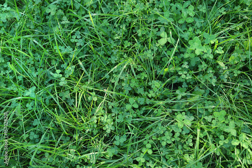 Fresh green grass and clover leaves