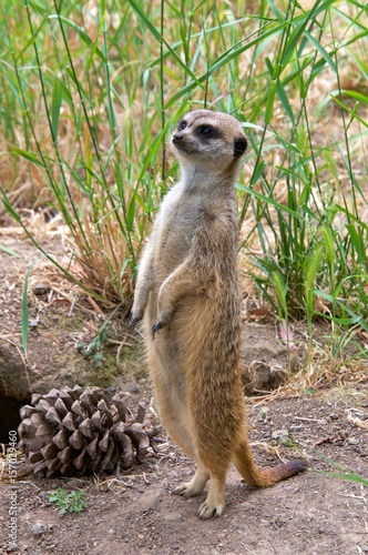 One meerkat standing on hind legs looking for predators, tall grass in the background one large pine cone by it's feet. Meerkats are a small carnivore belonging to the mongoose family (Herpestidae).