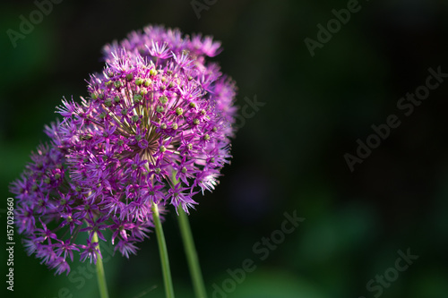 allium flower in full bloom